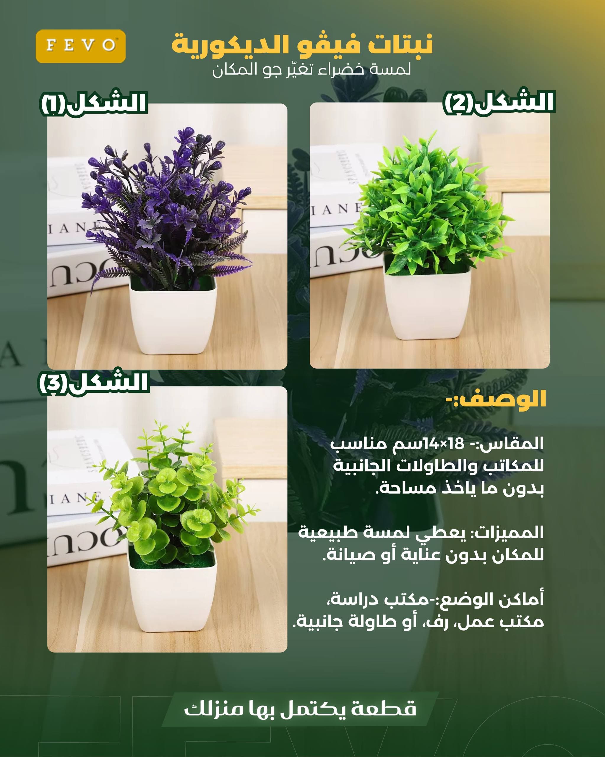 نبتة فيڤو الديكورية